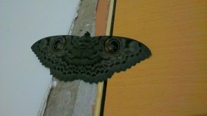 Moth